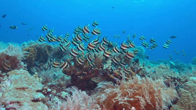 Pennant Bannerfish on a colorful coral reef. 4k footage