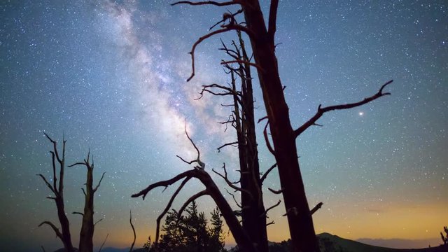 MoCo Astro Timelapse of Milky Way & Bristlecone Pine Tree Silhouette 