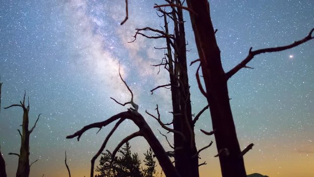 MoCo Astro Timelapse of Milky Way & Bristlecone Pine Tree Silhouette -Long Shot-