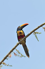 Fiery-billed Aracari