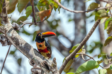 Fiery-billed Aracari