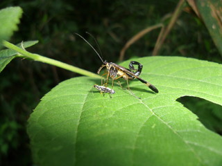 捕食中のヤマトシリアゲ scorpionfly