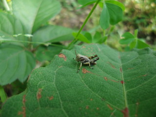 フキバッタ grasshopper