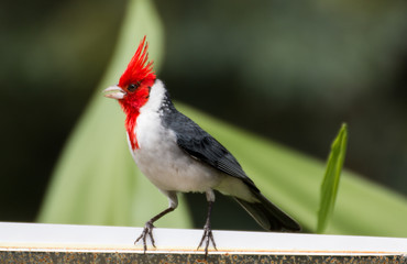 Red-crested Cardinal in Maui