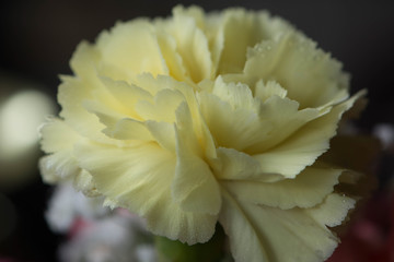 Carnation