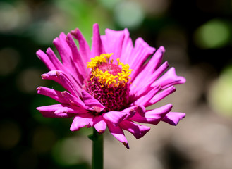 Obraz premium Flower