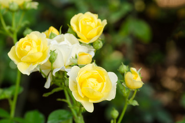Yellow roses flower blossom in garden,spring season