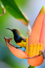  Olive-backed sunbird