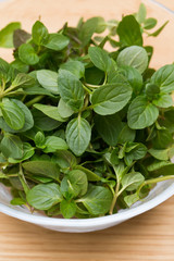 ハーブ　ペパーミント
