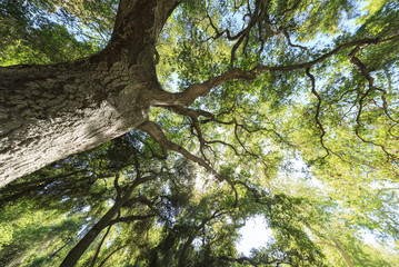 Beautiful nature scene at Descanso Garden