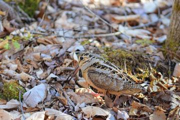 American woodcock on the forest floor - obrazy, fototapety, plakaty