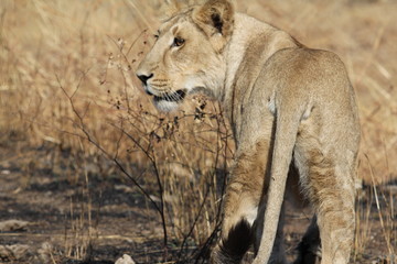Asiatic Lion