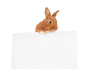 Cute funny rabbit with poster on white background