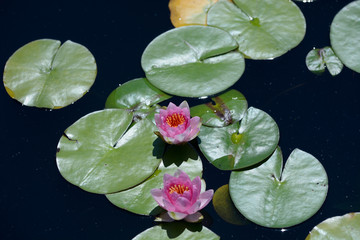Water Lily