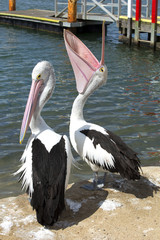Pelicans on pier