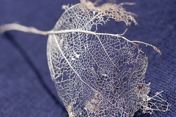 Dry leaves detail texture 