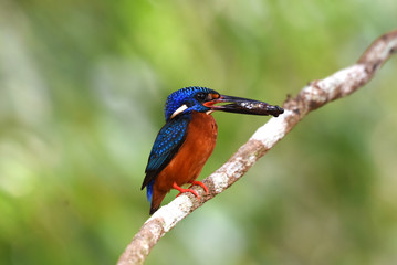 Beautiful Colorful Kingfisher bird, male Blue-eared Kingfisher bird of Thailand