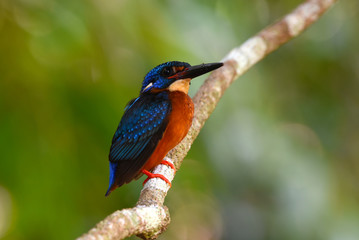 Beautiful Colorful Kingfisher bird, male Blue-eared Kingfisher bird of Thailand