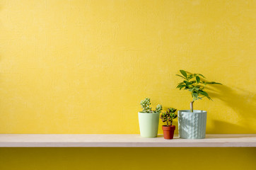 黄色い壁と棚のある部屋