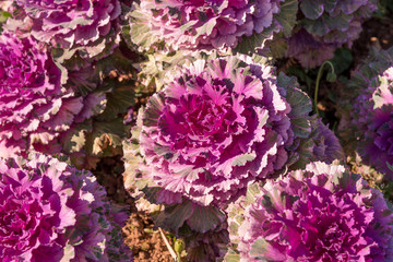 Cultivation ornamental Kale Red Coral.