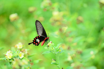 Obraz premium Common Rose