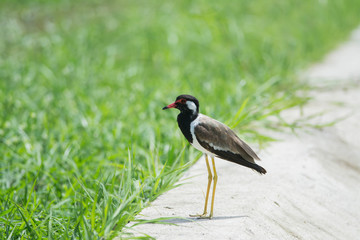 Naklejka premium red-wattled