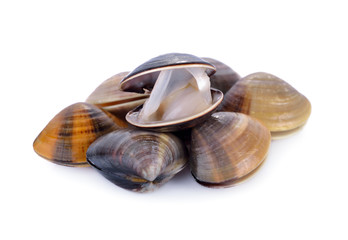 fresh Enamel Venus shell on white background