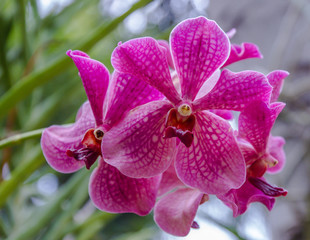 Naklejka na ściany i meble Beauty purple with stripe and spot on petal paphiopedilum orchid flower,closeup shot.