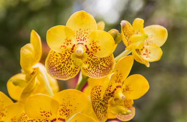 Closeup shot of yellow with spot petal vanda orchid flower blooming.