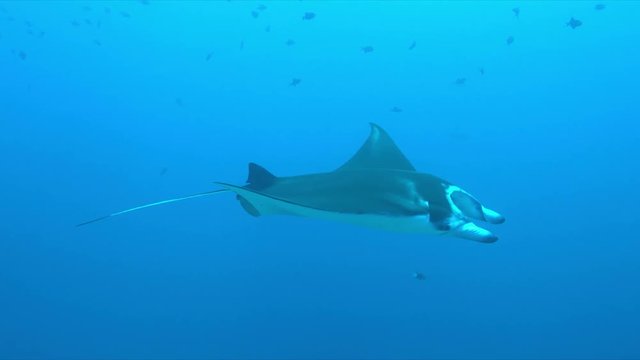Manta ray swims on a colorful coral reef. 4k footage