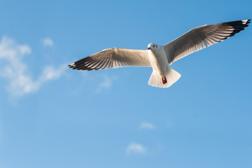 Seagull flying in the blue sky