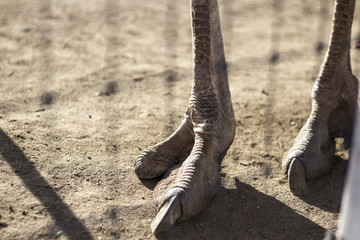 Ostrich Feet