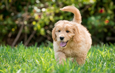 Goldendoodle puppy 