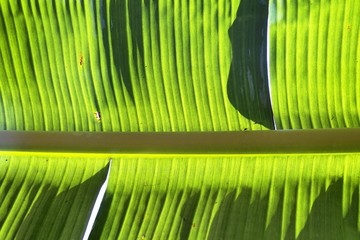 Green Banana leaves texture background