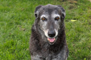 Senior Dog at the Park