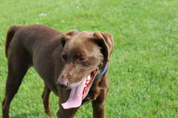 Tired Dog at the Park