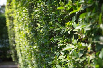 Bunch of Wrightia Religiosa on Wall