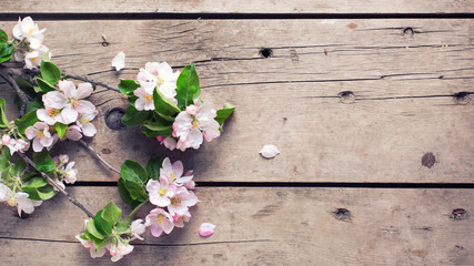 Spring apple tree flowers on  aged wooden background.