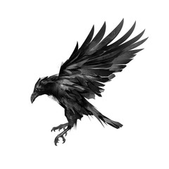 drawing a sketch of a flying black crow on a white background - 137285944
