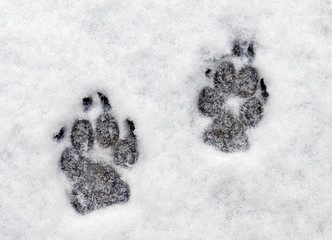 Dog paw prints in fresh snow