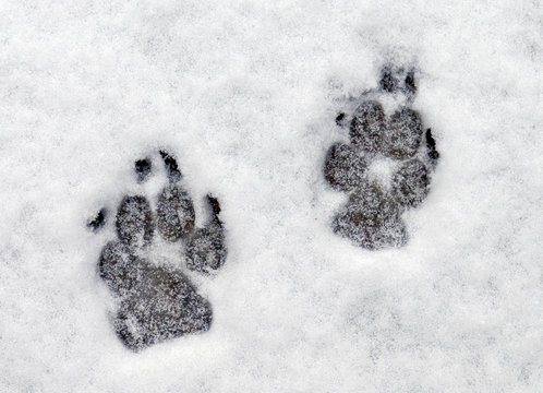 Dog Paw Prints In Fresh Snow