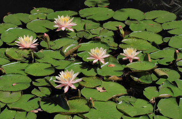 Lily pads with hiding Frog
