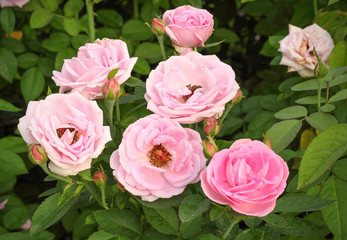 Beautiful pink rose in a garden