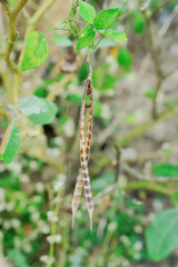 seeds on tree