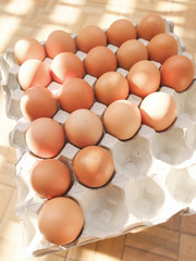 Chicken egg in panel eggs