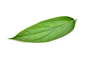 Fototapeta na wymiar green Piper interruptum Opiz leaf isolated on white background