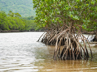 マングローブ 沖縄県 石垣市 吹通川