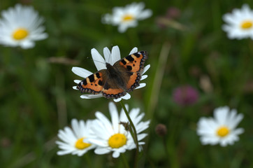 Schmetterling auf Blume