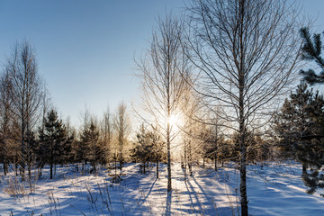 woods on a sunny winter day