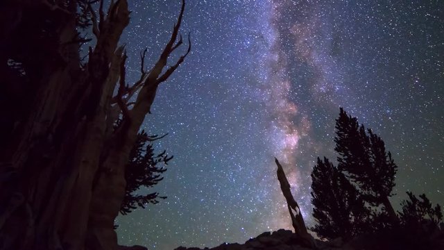 Astro Timelapse of Milky Way &amp;amp; Giant Bristlecone Pine Tree -Long Crop-